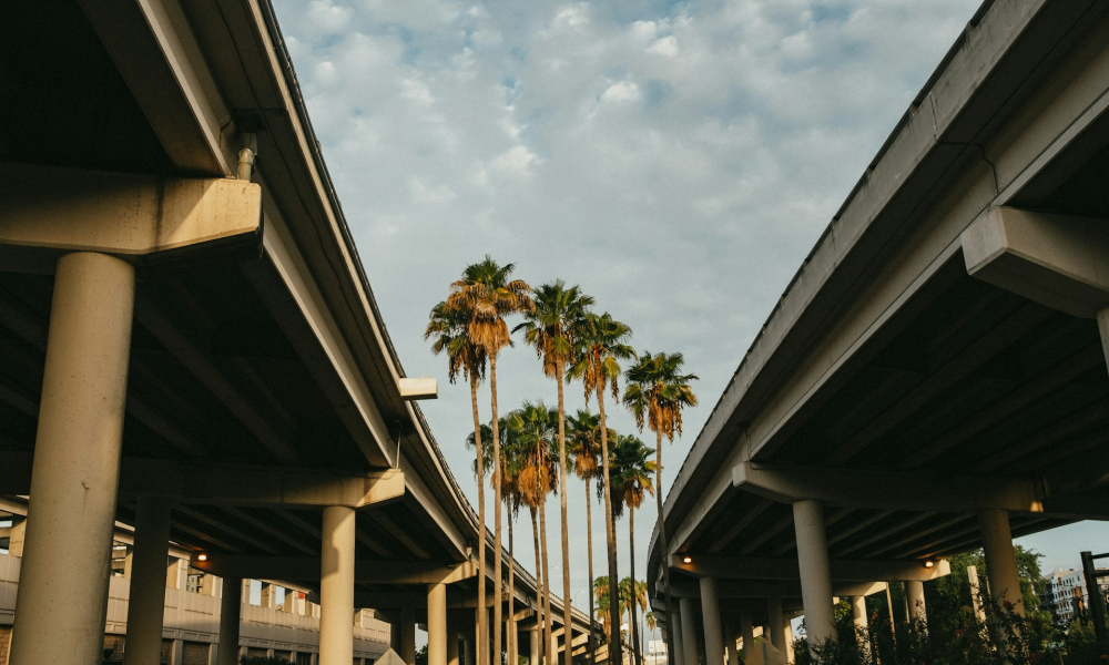 Image of palm trees between two flyovers in Tampa Florida 